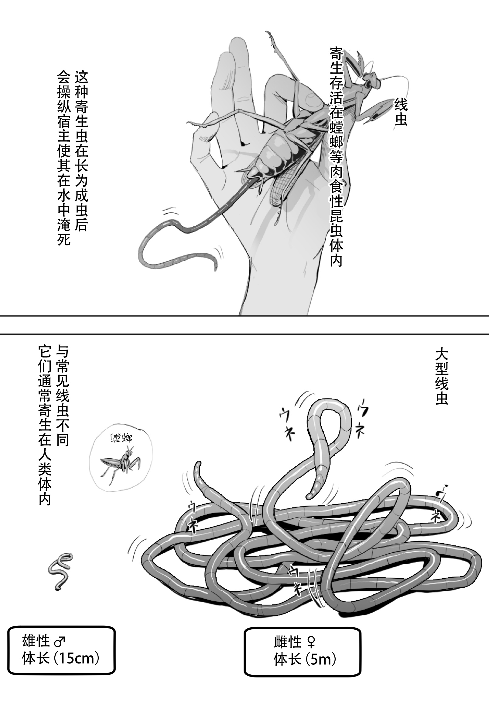 [ベルゼ] オオハリガネムシの生態 [白杨汉化组] - ACG168